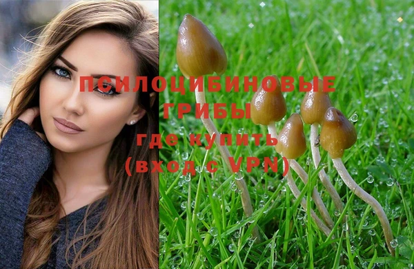 ПСИЛОЦИБИНОВЫЕ ГРИБЫ Вязники